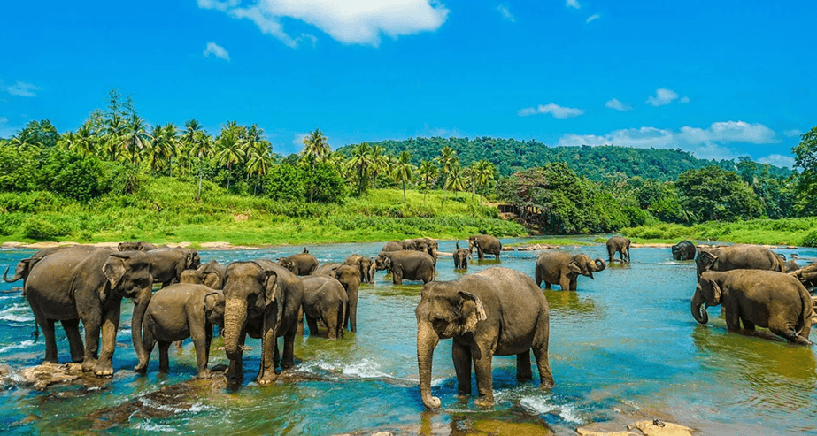 Sri Lanka Visa FAQ Support